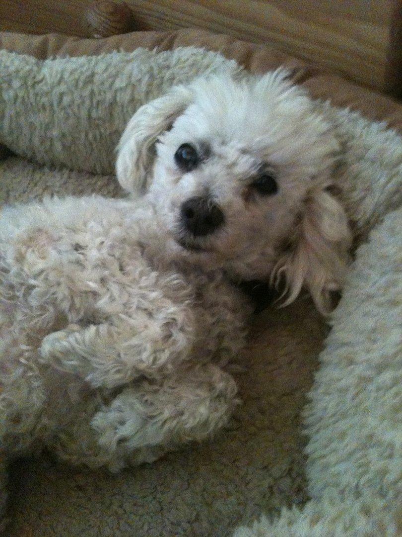 Dværgpuddel Lady - <3 billede 19
