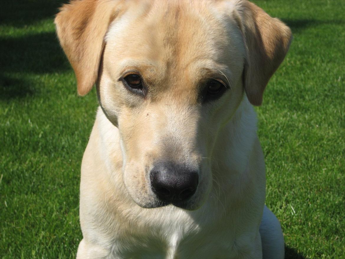 Labrador retriever Spiki billede 1