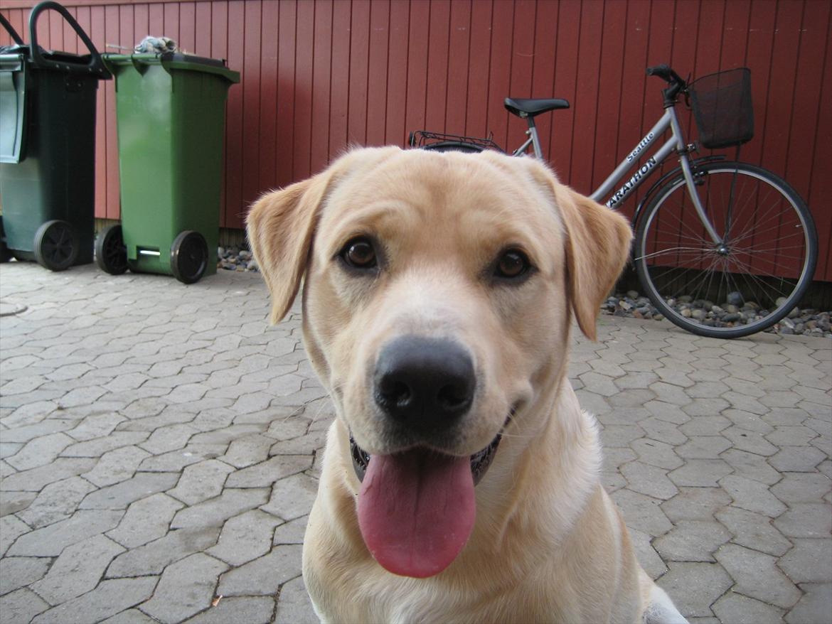 Labrador retriever Spiki billede 2