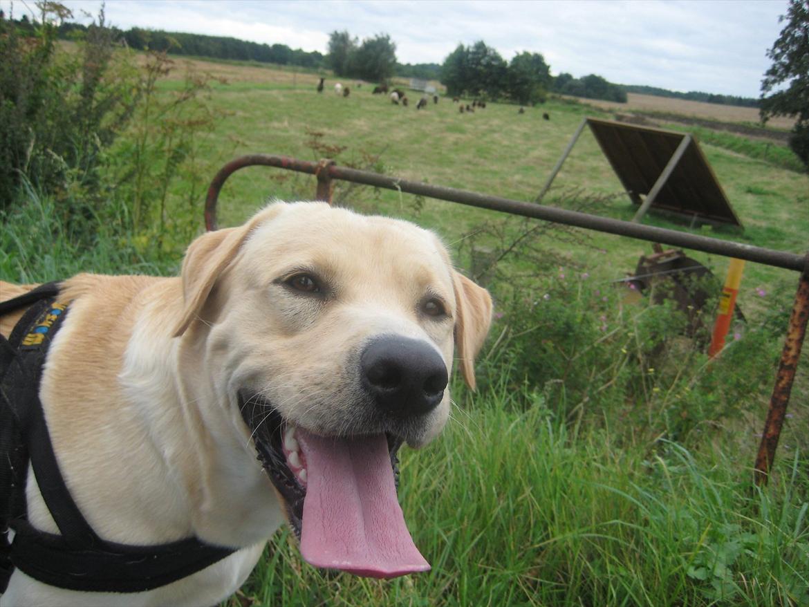 Labrador retriever Spiki billede 3