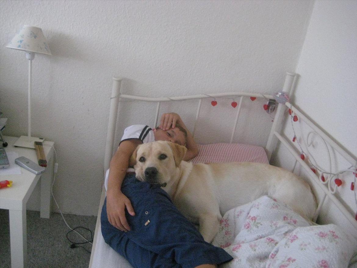 Labrador retriever Spiki billede 4