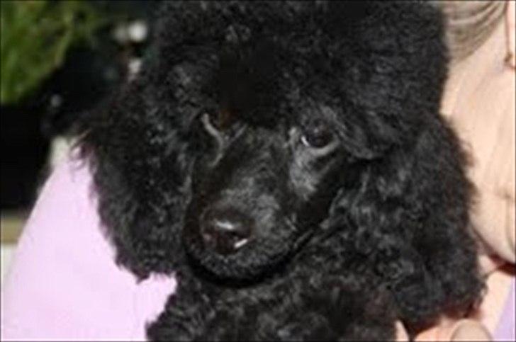 Dværgpuddel Walder billede 1