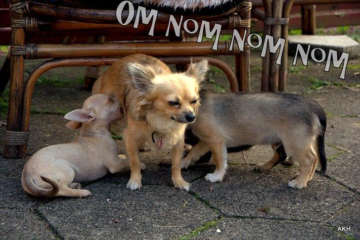 Chihuahua Noobie The Ninja billede 7
