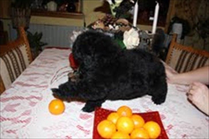 Dværgpuddel Walder billede 2