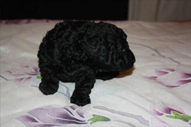 Dværgpuddel Walder billede 3