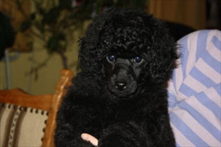 Dværgpuddel Walder billede 4