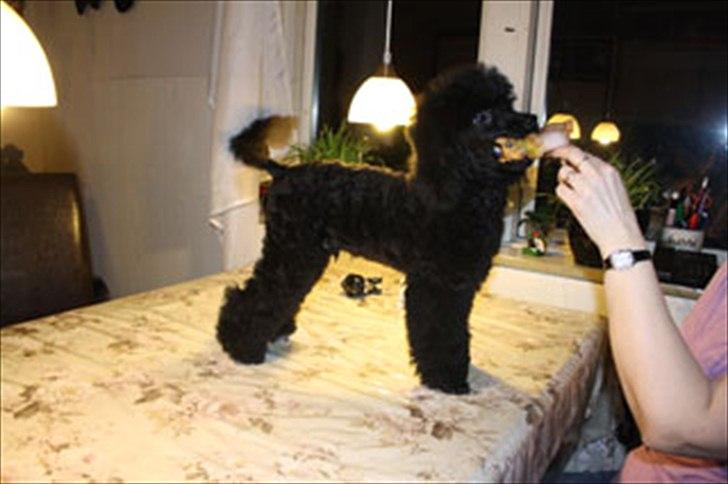 Dværgpuddel Walder billede 5