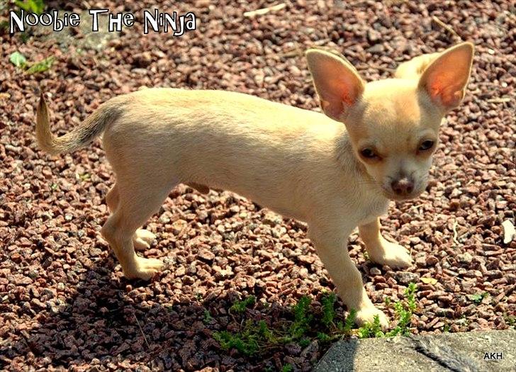 Chihuahua Noobie The Ninja billede 14