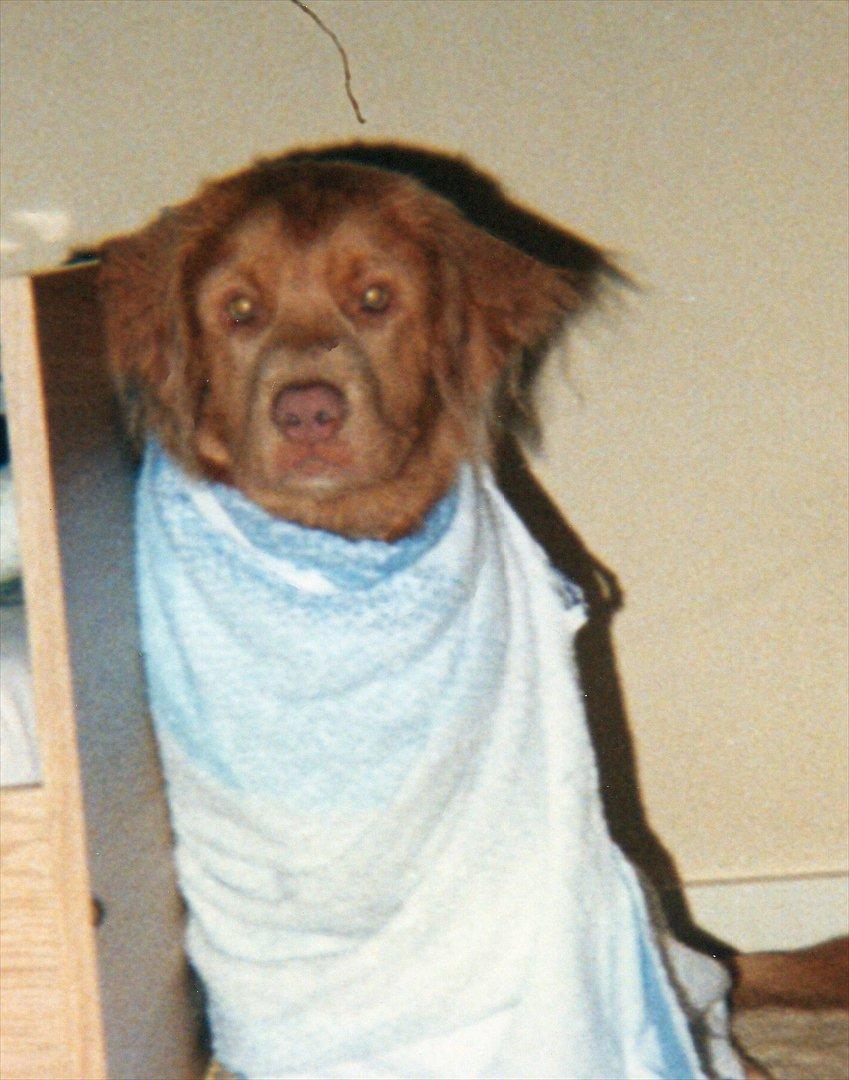 Nova scotia duck tolling retriever Marquis R'I'P billede 7