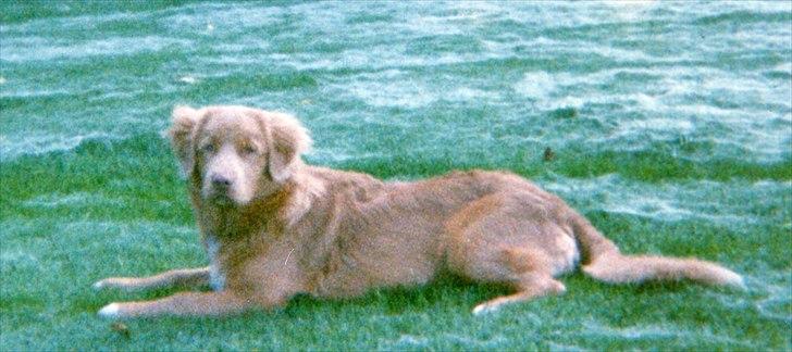 Nova scotia duck tolling retriever Marquis R'I'P billede 8