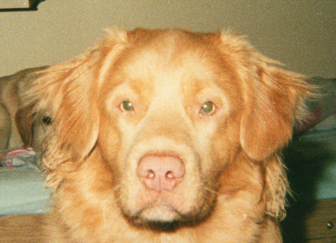 Nova scotia duck tolling retriever Marquis R'I'P billede 9