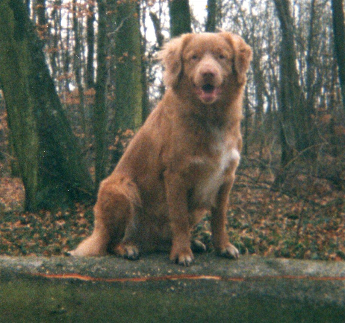 Nova scotia duck tolling retriever Marquis R'I'P billede 10