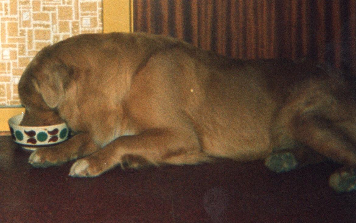 Nova scotia duck tolling retriever Marquis R'I'P billede 11