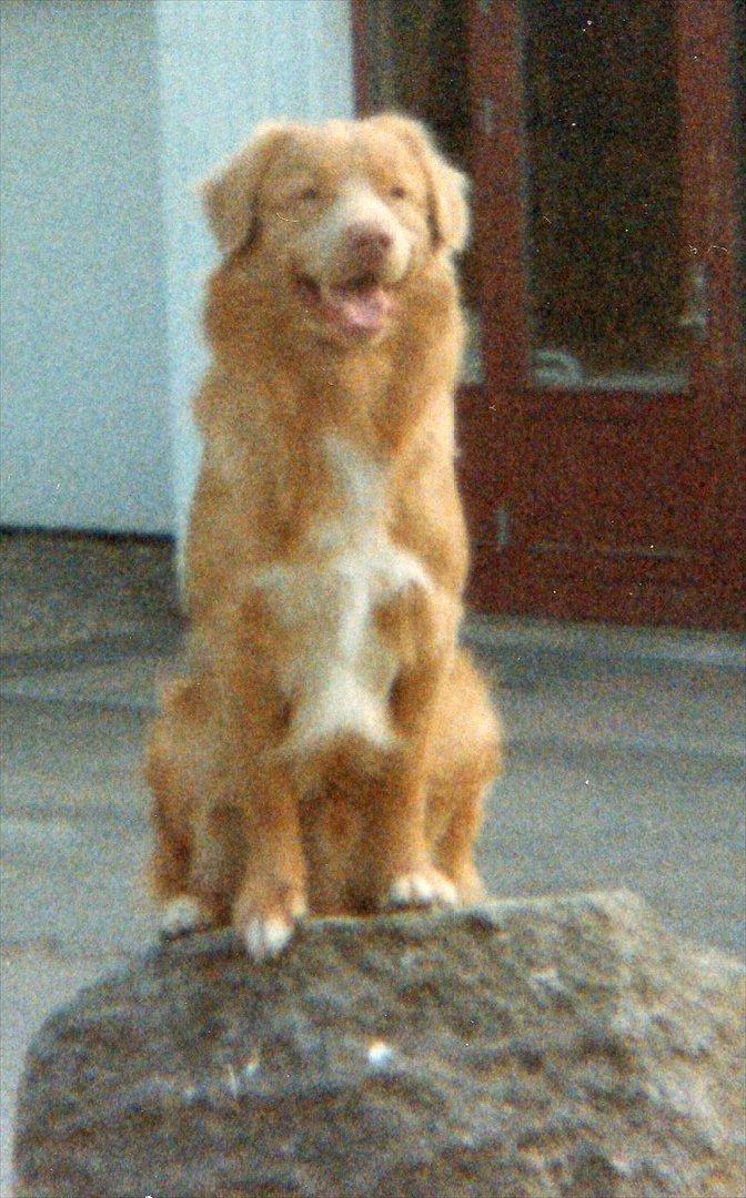 Nova scotia duck tolling retriever Marquis R'I'P billede 12