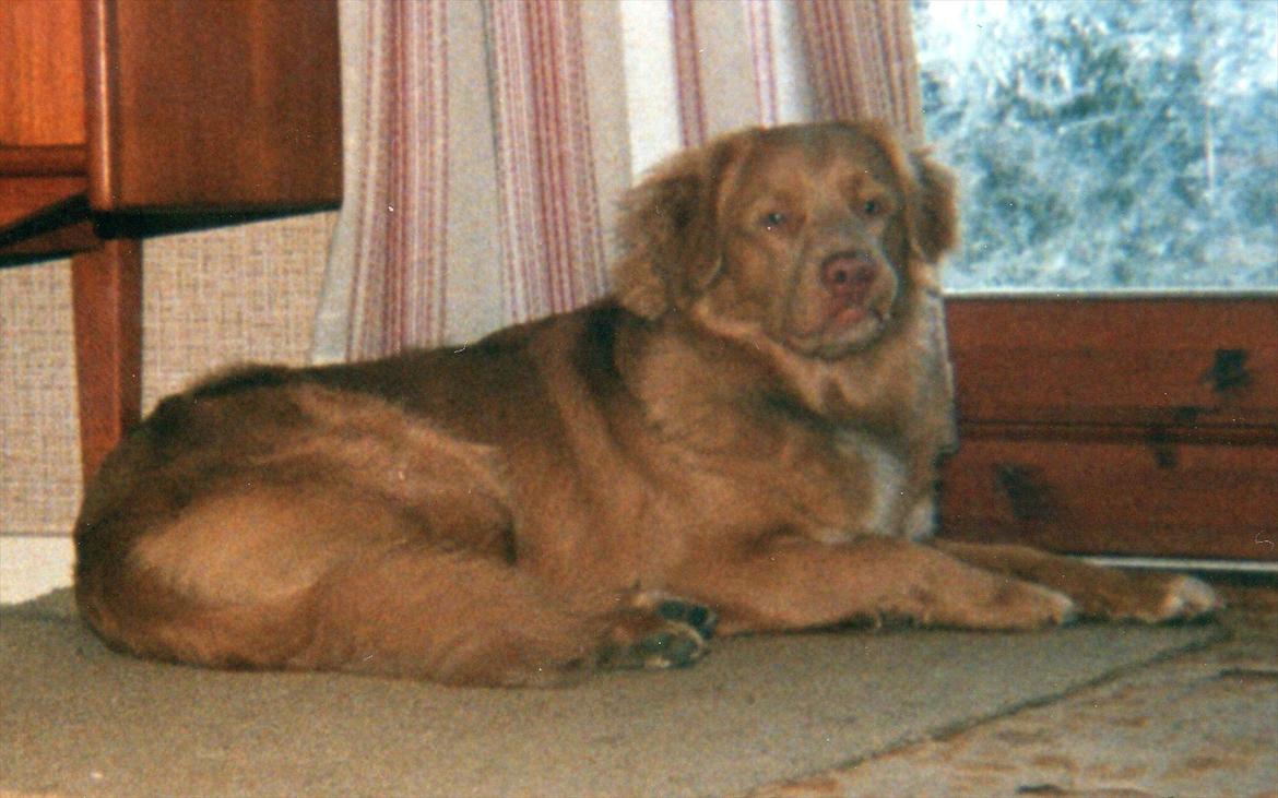 Nova scotia duck tolling retriever Marquis R'I'P billede 13