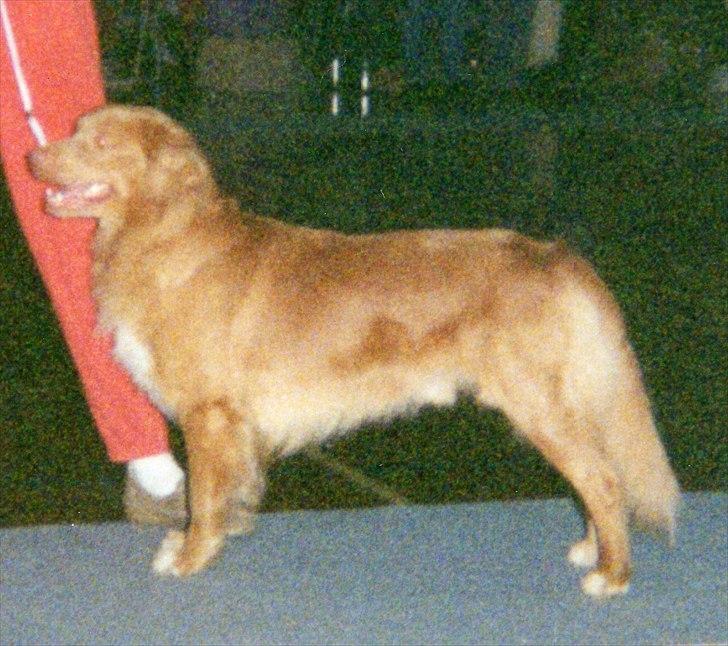 Nova scotia duck tolling retriever Marquis R'I'P billede 14