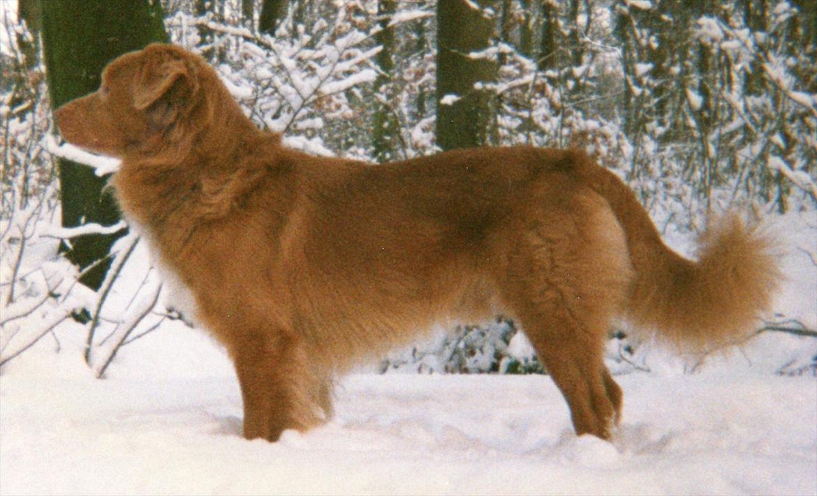 Nova scotia duck tolling retriever Marquis R'I'P billede 15