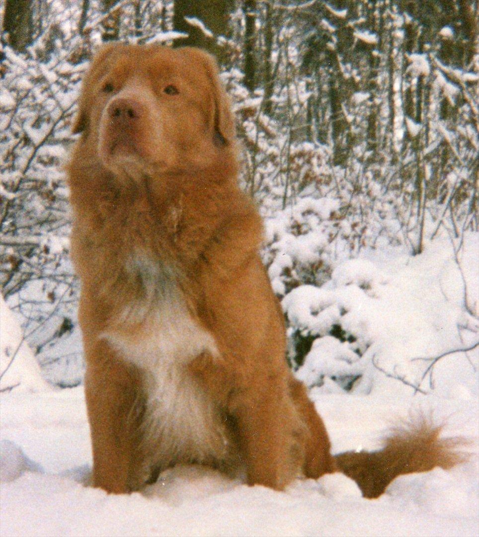 Nova scotia duck tolling retriever Marquis R'I'P billede 16