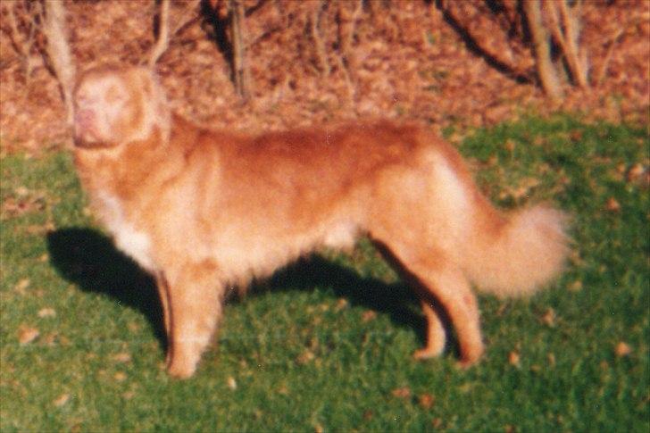 Nova scotia duck tolling retriever Marquis R'I'P billede 17
