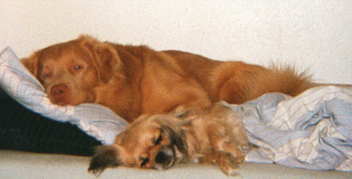 Nova scotia duck tolling retriever Marquis R'I'P billede 18