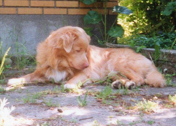 Nova scotia duck tolling retriever Marquis R'I'P billede 19