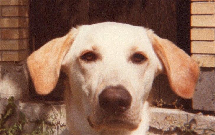 Blanding af racer Laban *R.I.P* billede 7