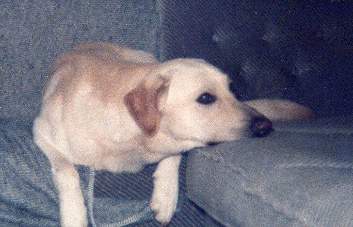 Blanding af racer Laban *R.I.P* billede 8