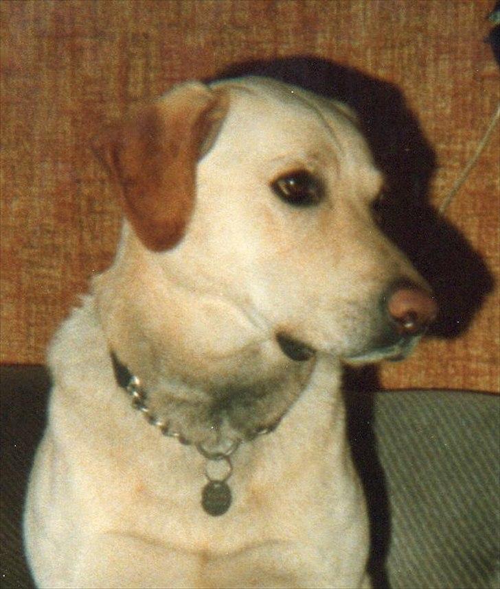 Blanding af racer Laban *R.I.P* billede 9