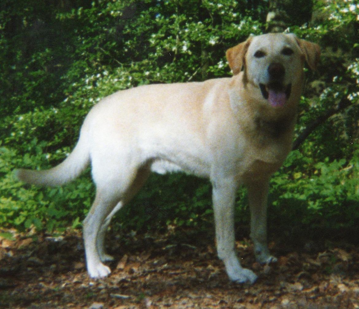 Blanding af racer Laban *R.I.P* billede 10