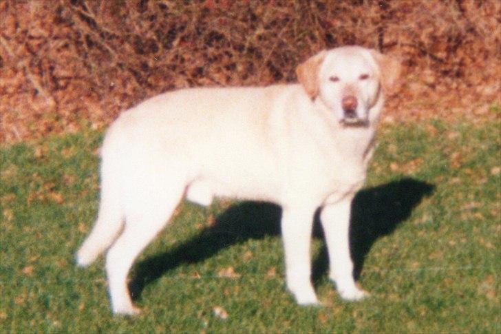 Blanding af racer Laban *R.I.P* billede 11