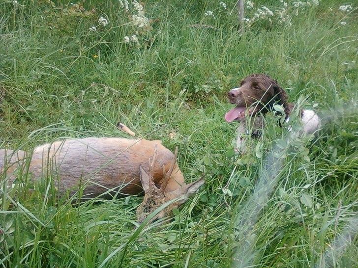 Engelsk springer spaniel Daco - Elsker jagt<3 billede 3