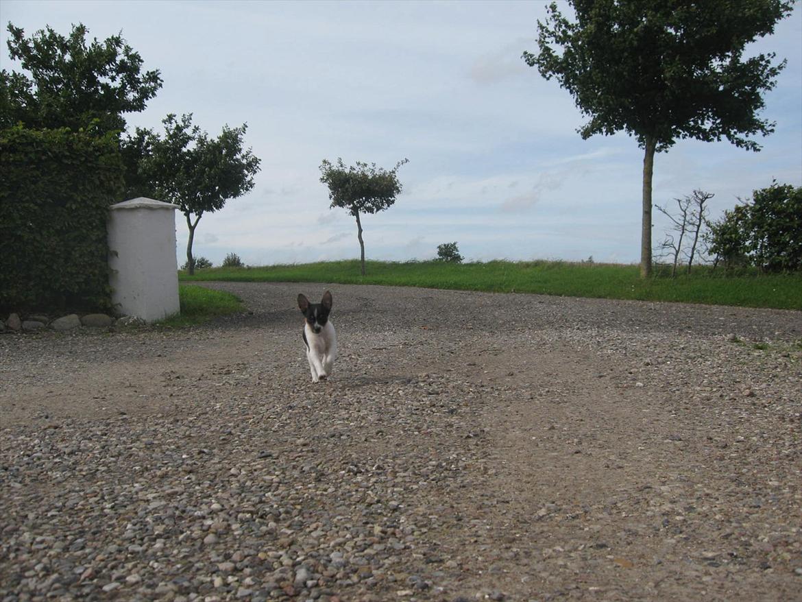 Blanding af racer Carlo - Carlo her i fuld fart ind i gårdspladsen med ørene flyvende i luften. 8 uger.  billede 4