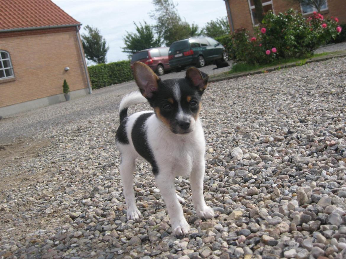 Blanding af racer Carlo - "Okay, sidste billede så!"  
Carlo 8 uger :-)  billede 5