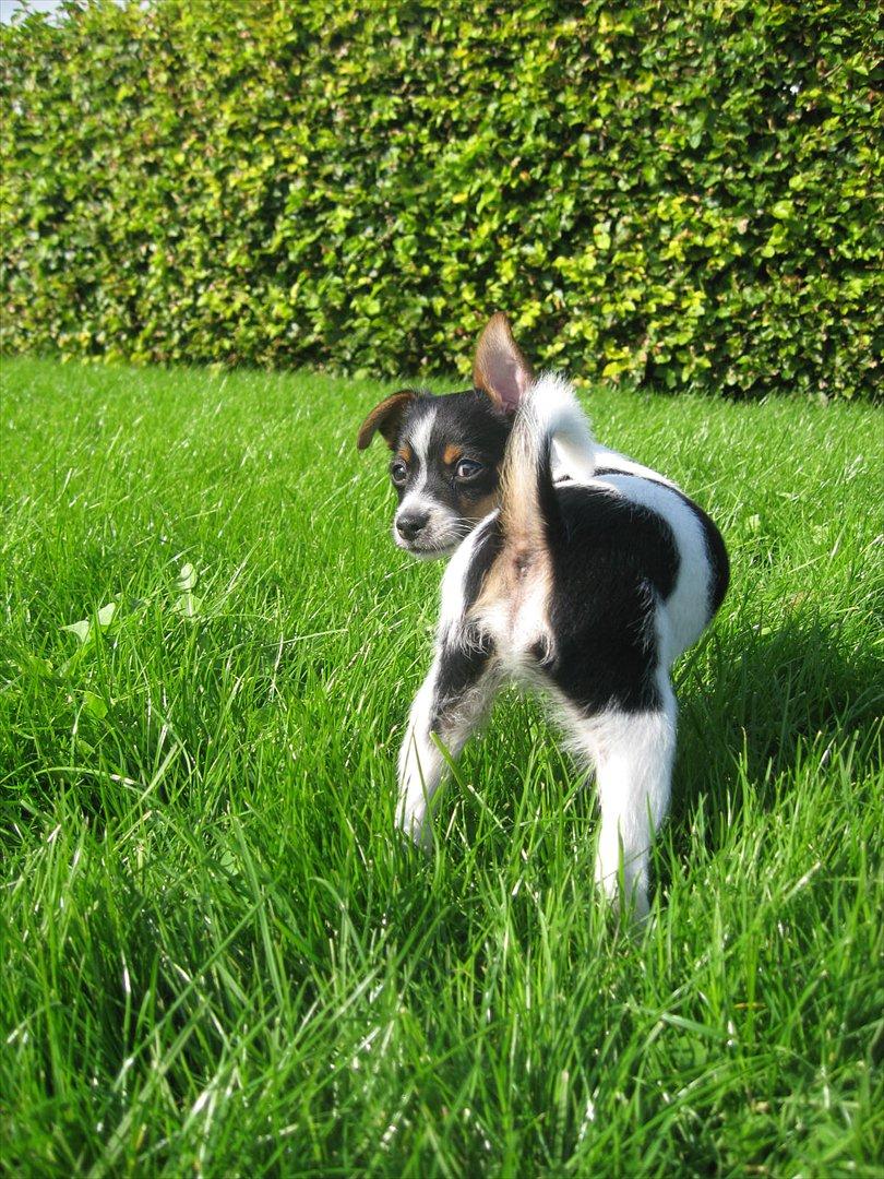 Blanding af racer Carlo - "Ej moaar, jeg sagde ikke flere billeder for i dag" ;-) billede 6