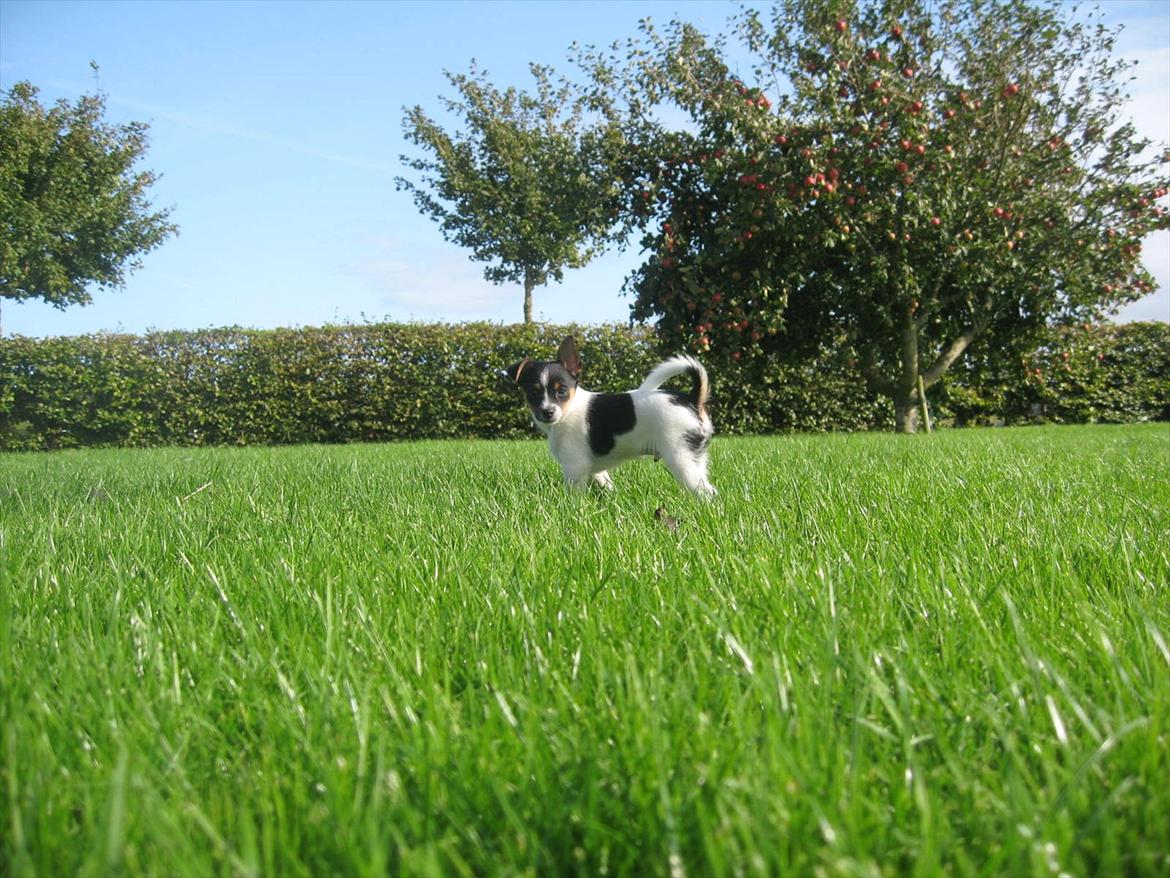 Blanding af racer Carlo - I haven :-) 
8 uger.   billede 7