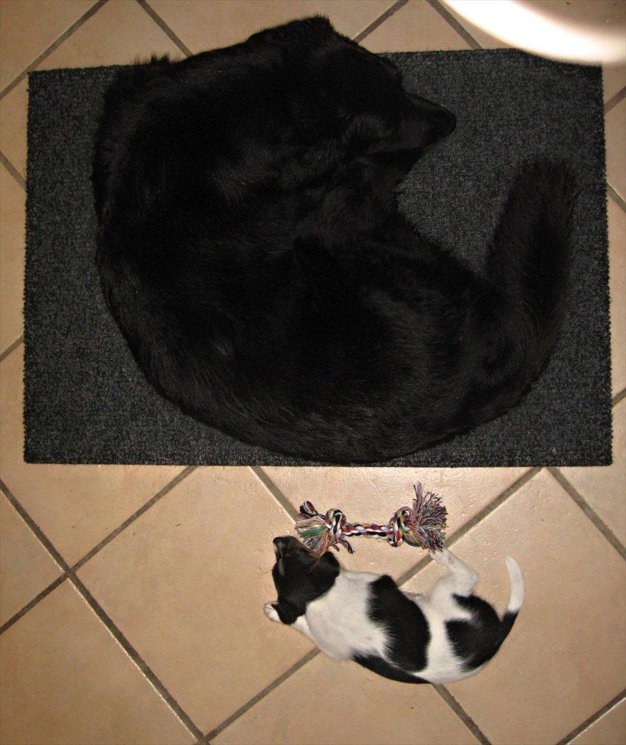 Blanding af racer Lucky  billede 16