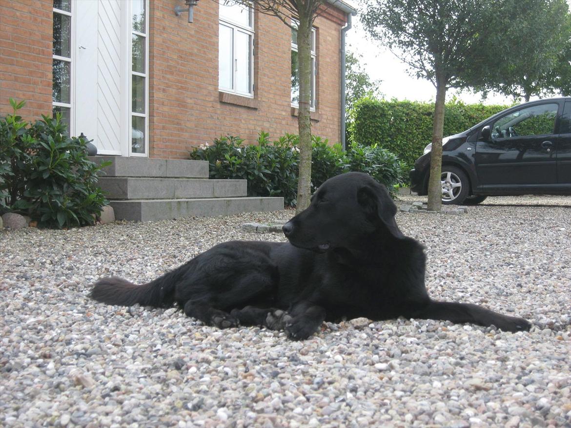 Blanding af racer Lucky  billede 17