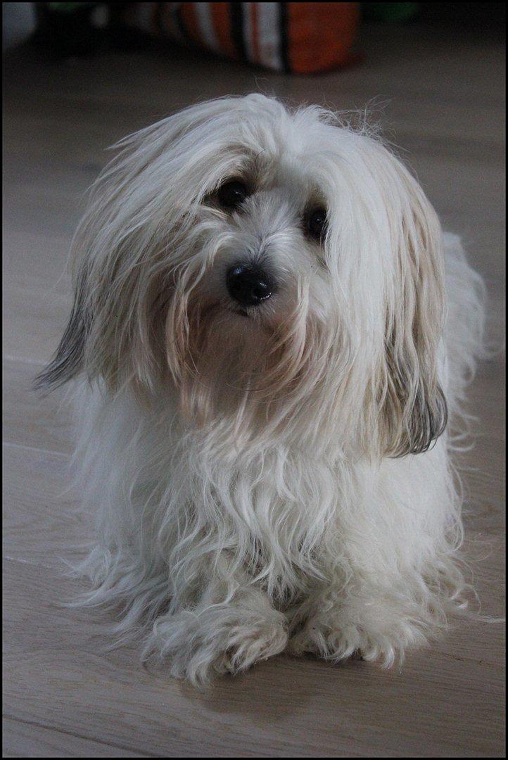 Coton de tulear Kandi - Soul Sister! <3 - Smukke Kandi! :D billede 9