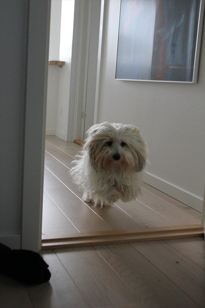 Coton de tulear Kandi - Soul Sister! <3 - En glad kandi som løber hen til mig! :'D Jeg fangede hende lige hvor hun hoppede hen til mig det sidste stykke ;) billede 20