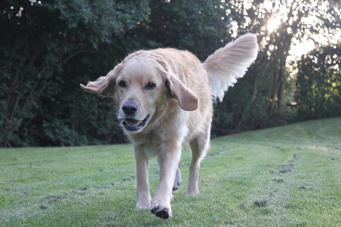 Golden retriever Luffe - Luffe Lalleglad:-) billede 5