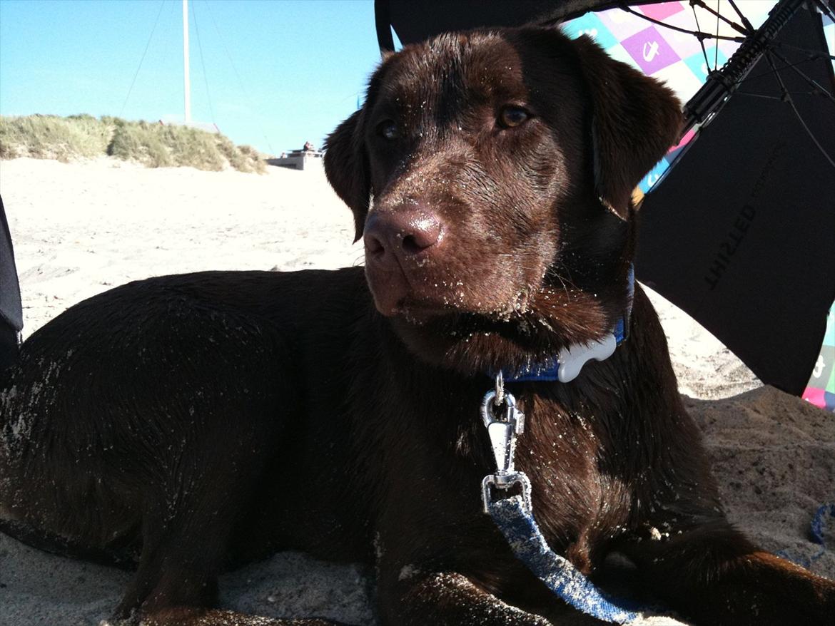 Labrador retriever Pusle - Så er tøserne på stranden;) billede 7