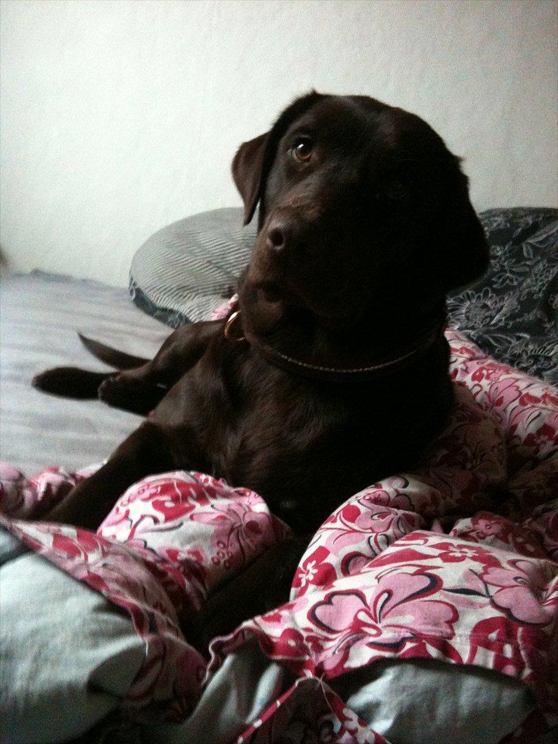 Labrador retriever Pusle - Med i seng:) Elsker det!! billede 8