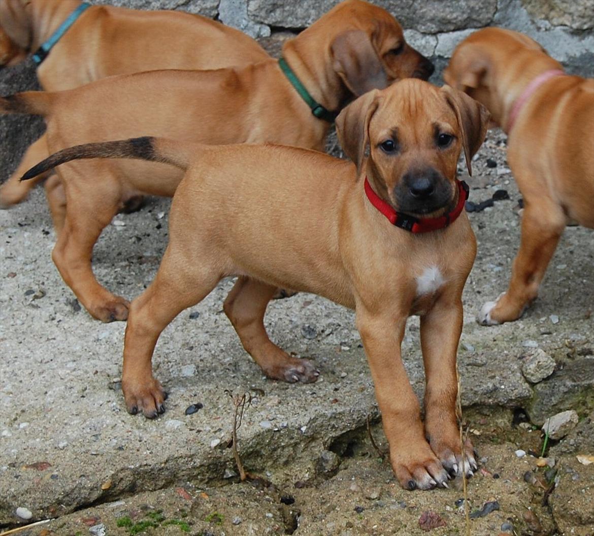 Rhodesian ridgeback Lewanika Humusha - Humusha 7 uger. billede 24
