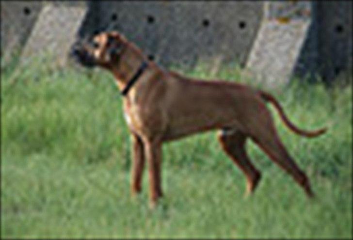 Rhodesian ridgeback Lewanika Humusha - Humusha´s far Kimani´s Image of Mafu billede 29