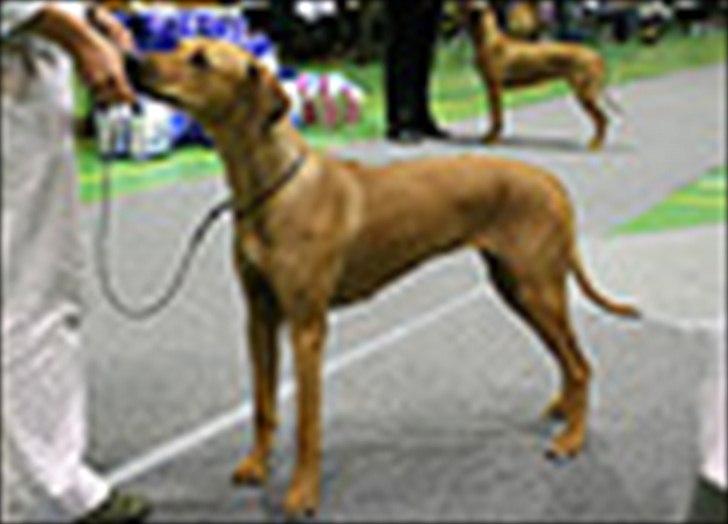 Rhodesian ridgeback Lewanika Humusha - Humusha´s mor Lewanika Fufuna billede 28