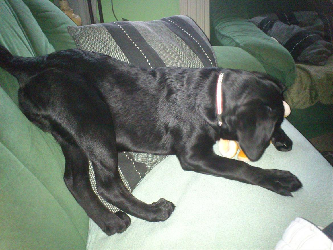 Blanding af racer Beauty <3 - Beauty smadrer sin bamse :) billede 9