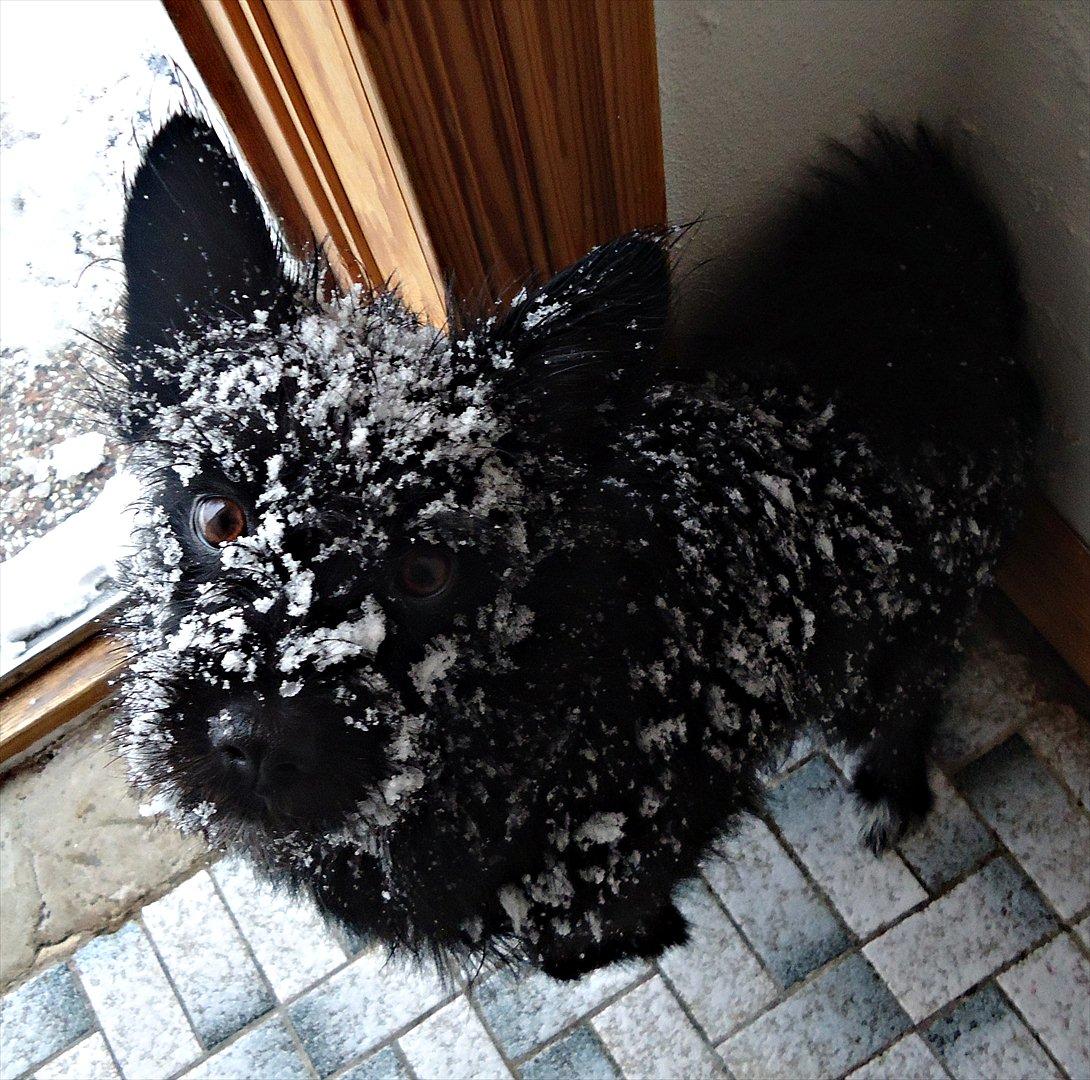 Blanding af racer Loke-emil billede 1