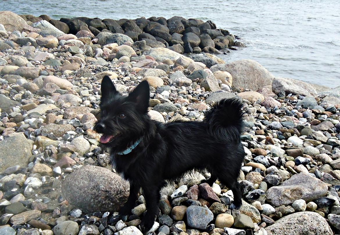 Blanding af racer Loke-emil billede 9