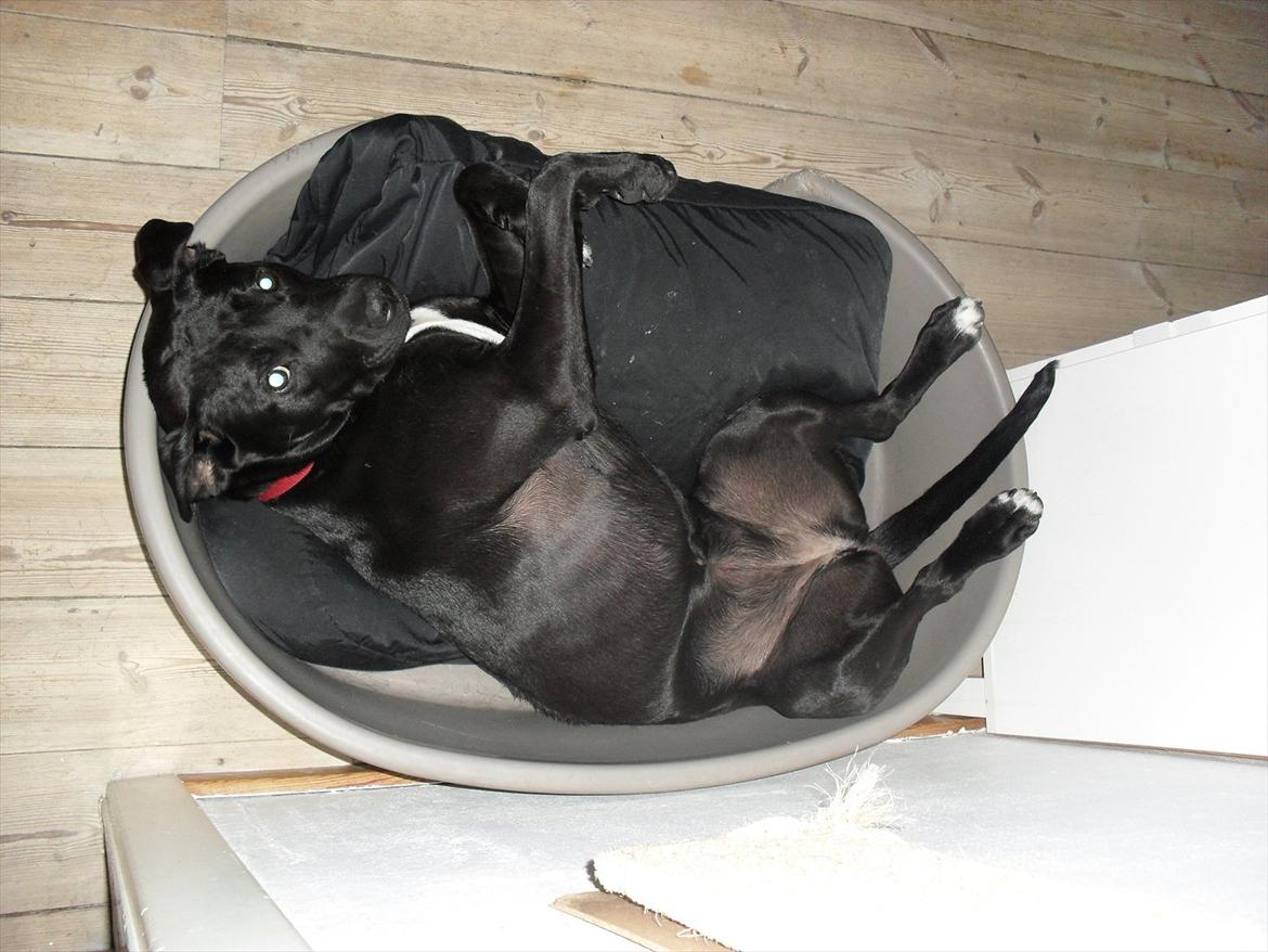 Blanding af racer Lady billede 17