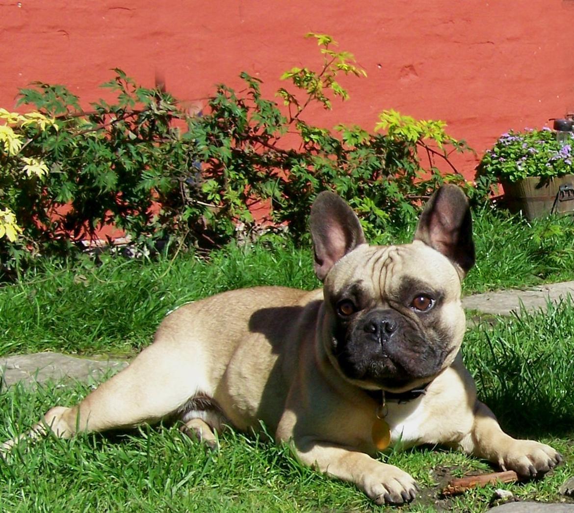 Fransk bulldog Tazz - 21-9-11 billede 2